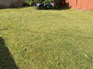 Emily S.'s Lawn Mowing service result
