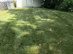 Shellise C.'s Lawn Care service result