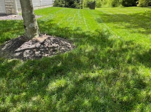 Maura J.'s Lawn Care service result