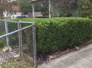 Bush Trimming by Adolfo Herrera for Nelson B. in San Antonio, TX