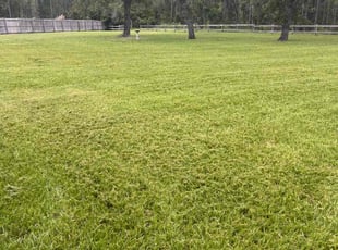 Shannon R.'s Grass Cutting service result