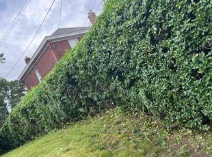 Bush Trimming by Vincent Daniele for Dakota G. in Pittsburgh, PA