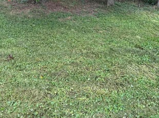 Hyesun L.'s Lawn Care service result