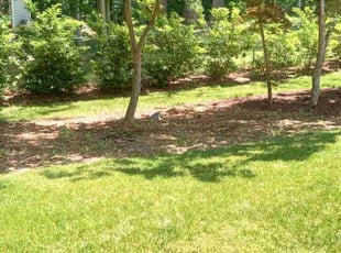 Tina C.'s Lawn Care service result