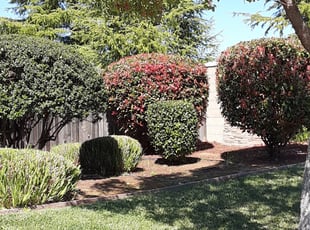 Bush Trimming by Brandon Murillo-Gonzalez for Connor R. in Lincoln, CA
