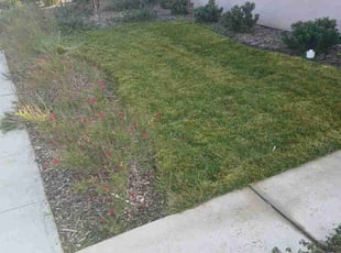 Jeff S.'s Grass Cutting service result