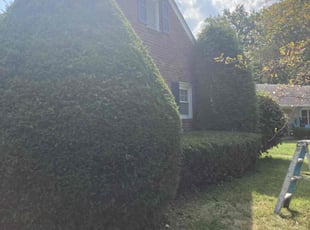 Bush Trimming by Robert Munsey for Bridgette H. in Lexington, KY