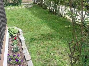 Bush Trimming by Joshua Evans for Samuel E. in Boston, MA