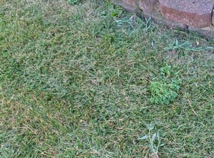 Weeding by Christel Hunter for Carolyn I. in Whitehall, OH