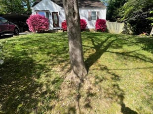 Marin M.'s Lawn Care service result