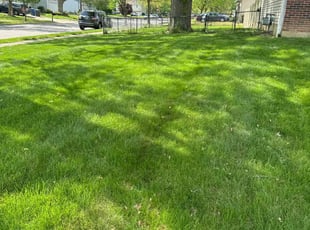 Donna T.'s Lawn Care service result