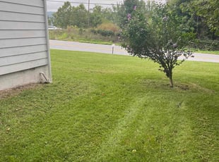 Edgardo R.'s Yard Cutting service result