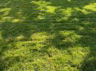 Alejandro G.'s Lawn Maintenance service result