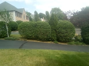 Bush Trimming by Savin Ungaro for Duan L. in Windsor, CT