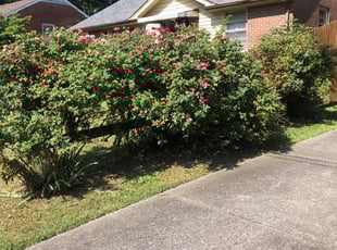 Weeding by Christopher Darnell for Mary D. in Nashville, TN