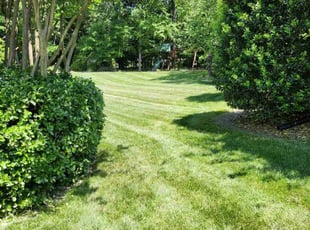 Lawrence S.'s Lawn Mowing Service service result