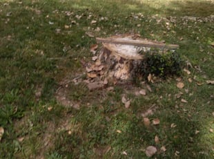 Cleanups by Julio Almestica for Mary C. in Kansas City, MO