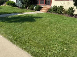 Shelly Z.'s Lawn Mowing service result