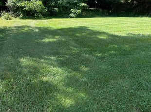 Kevin P.'s Lawn Mowing service result