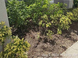 Weeding by Ernesto Montalvo for Ryan S. in Cape Coral, FL