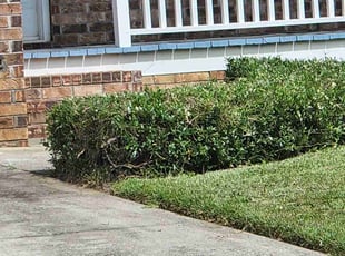 Bush Trimming by Jack Mccampbell for Mary R. in Goose Creek, SC