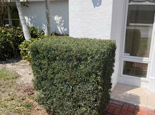Bush Trimming by Broderick Belvin for Bella S. in Sarasota, FL