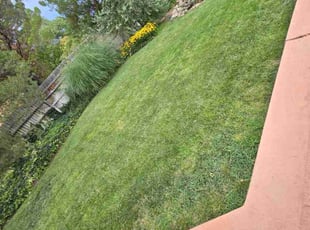 Leanna B.'s Lawn Mowing service result