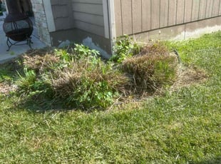 Landscaping by Brett Dechant for Brian C. in Olathe, KS