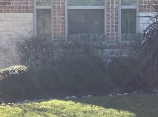 Bush Trimming by Miguel Garcia for Pam G. in San Antonio, TX