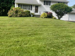 Vanessa S.'s Lawn Mowing service result