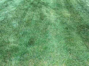 Matthew H.'s Lawn Maintenance service result