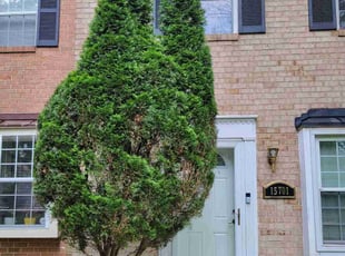 Bush Trimming by Edwin Villagran for Philip K. in North Potomac, MD