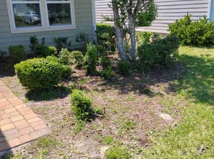 Bush Trimming by Naturallyp Bonsell jr for Maria M. in Jacksonville, FL