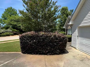 Kelli T.'s Lawn Mowing service result