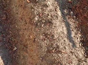 Landscaping by Terry Felo for Sarah V. in New Orleans, LA
