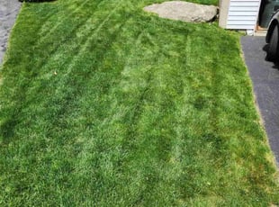 Felicia c.'s Lawn Mowing Service service result