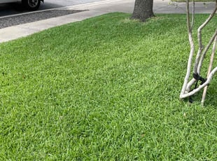 Gaylynn P.'s Yard Cutting service result