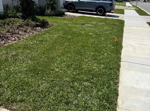 Angelique A.'s Lawn Mowing service result