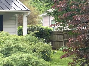 Bush Trimming by Nicholas Armstrong for Jeanne H. in Apex, NC