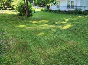 Allen M.'s Lawn Mowing service result