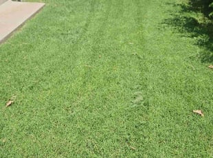 Eric C.'s Yard Cutting service result
