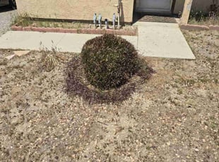 Bush Trimming by Jose Hernandez for Gary C. in Hemet, CA