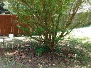 Bush Trimming by Antonio Gibbs for Monica C. in Norcross, GA