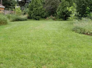 Saadiq Y.'s Grass Cutting service result