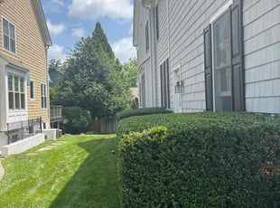 Bush Trimming by candelario castillo for Ivan R. in McLean, VA