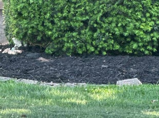 Mulching by Tina Tactikos for Ralph B. in Davenport, IA