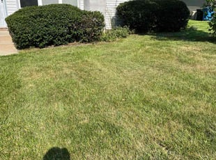 Jeana F.'s Lawn Mowing service result