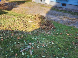 Bush Trimming by Douglas Cox for Jean C. in Syracuse, NY