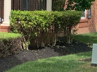 Bush Trimming by FatMan Slim for Berthie L. in Upper Marlboro, MD