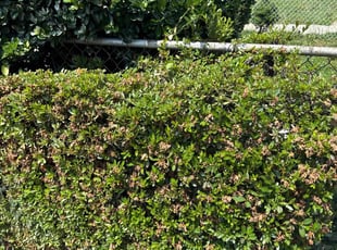 Bush Trimming by Jonatan Santos for Sharon W. in Washington, DC